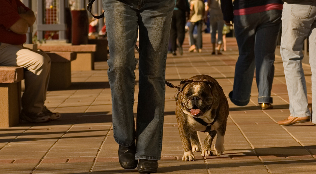 Man walking a large bulldog